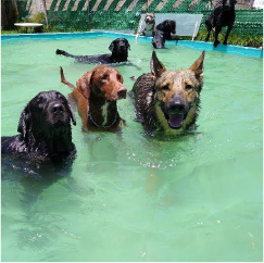 Alberca canina terapeutica1