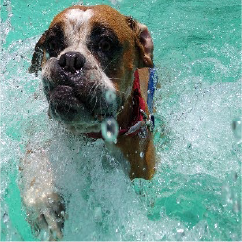 Alberca canina terapeutica2