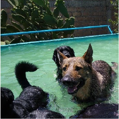 Alberca canina terapeutica3