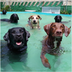 Alberca canina terapeutica4