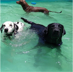 Alberca canina terapeutica5