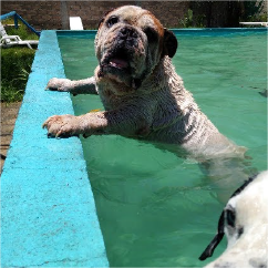 Alberca canina terapeutica6