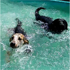 Alberca canina terapeutica7