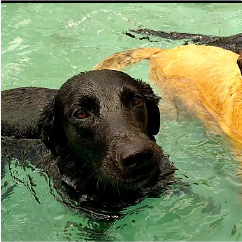 Alberca canina terapeutica8