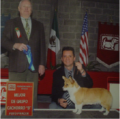 Enternamiento canino1