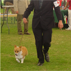 Enternamiento canino4