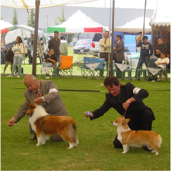 Enternamiento canino5