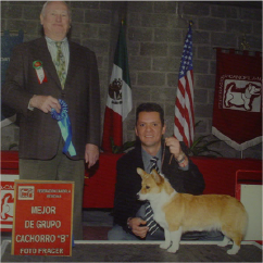 Enternamiento canino6